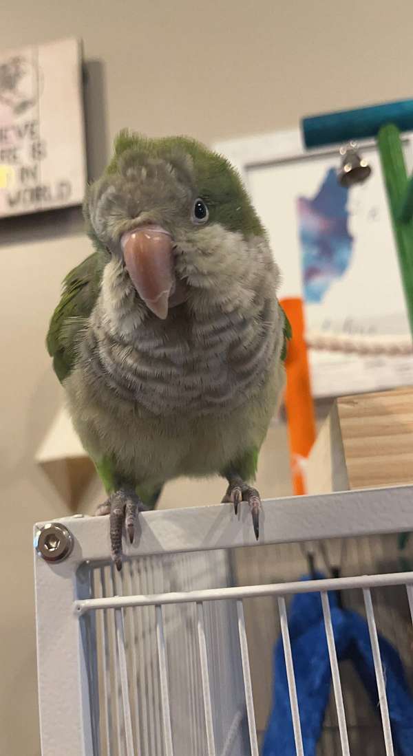 quaker-parrots-for-sale-in-baltimore-md