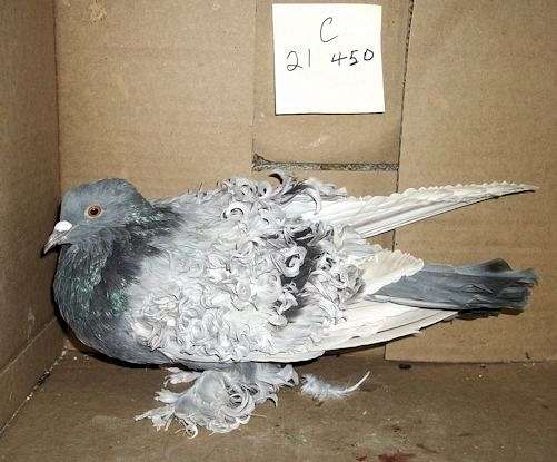 black-silver-pigeon-for-sale