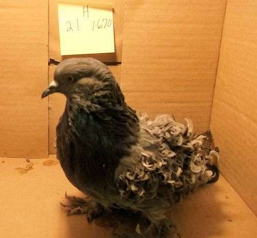 pigeon-for-sale