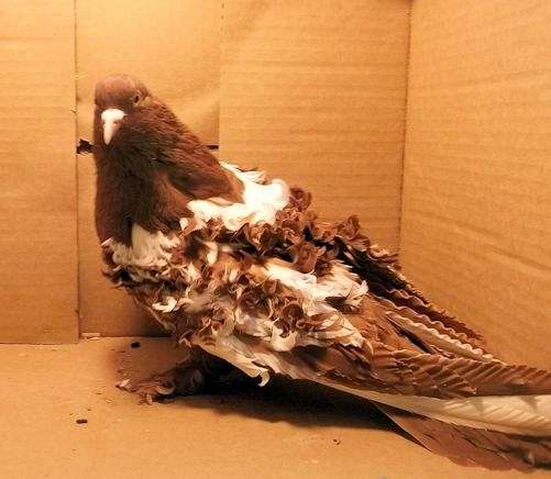 pigeon-for-sale