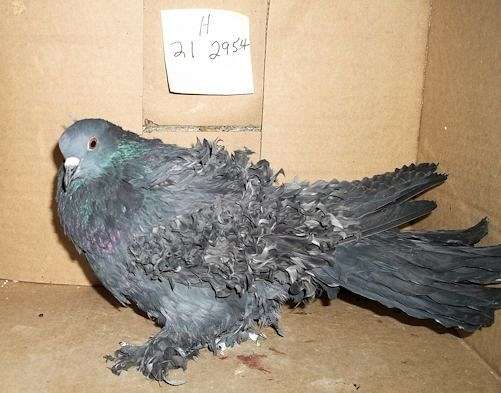 pigeon-for-sale