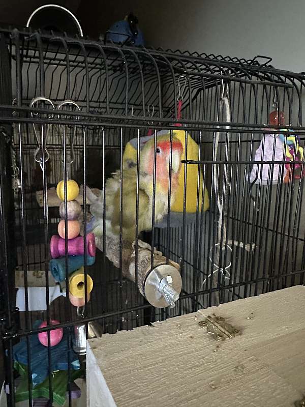 bird-parrot-for-sale-in-wells-me