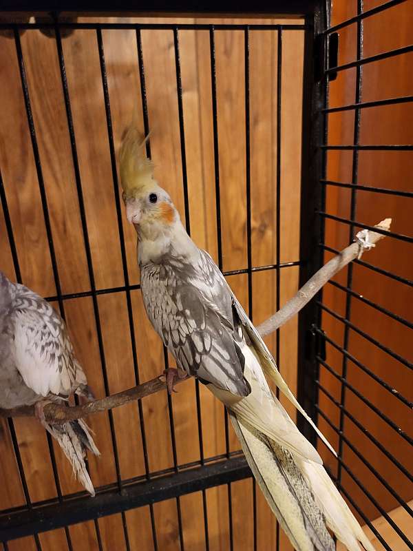 cockatiel-for-sale-in-york-pa