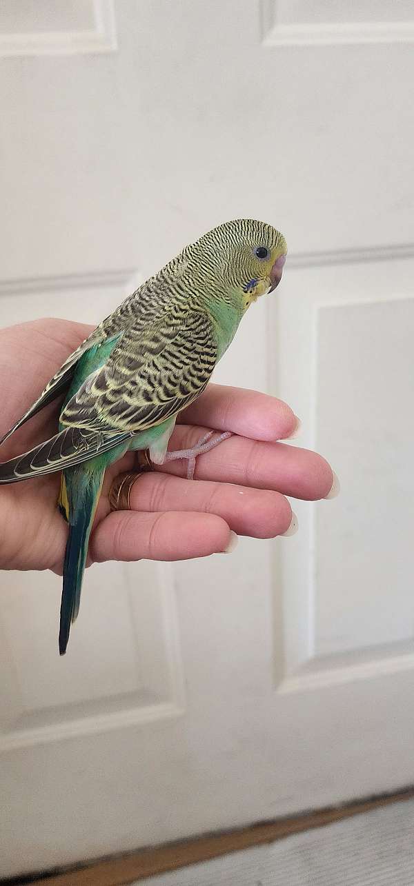 parakeet-for-sale