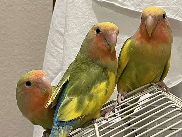 Beautiful baby lovebirds