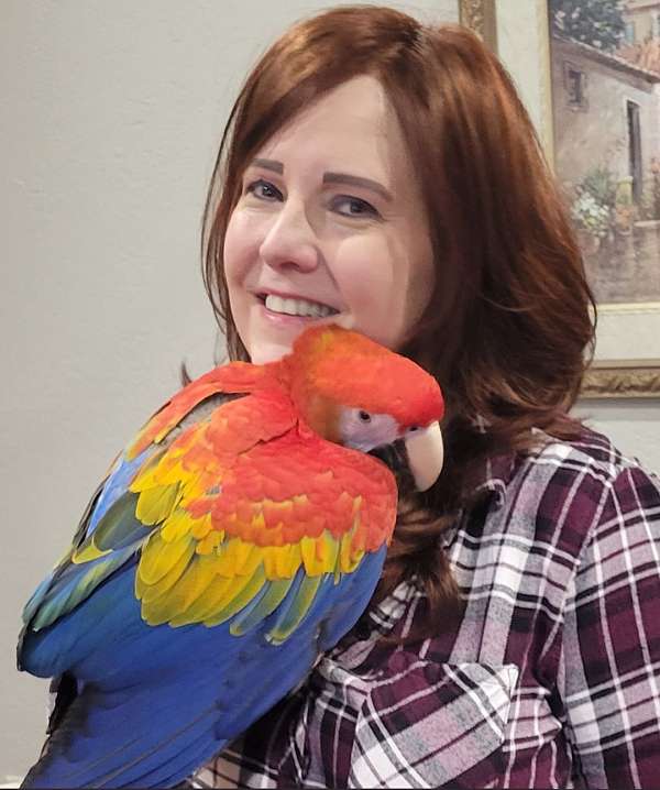 scarlet-macaw-for-sale-in-fort-worth-tx