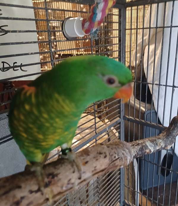 green-yellow-lory-for-sale