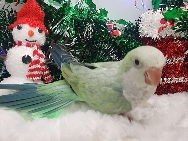 quaker-parrots-for-sale-in-hutchinson-mn