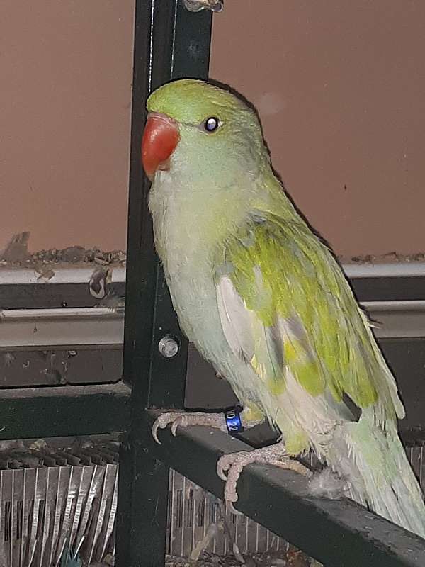 ringneck-parakeet-for-sale-in-mifflintown-pa