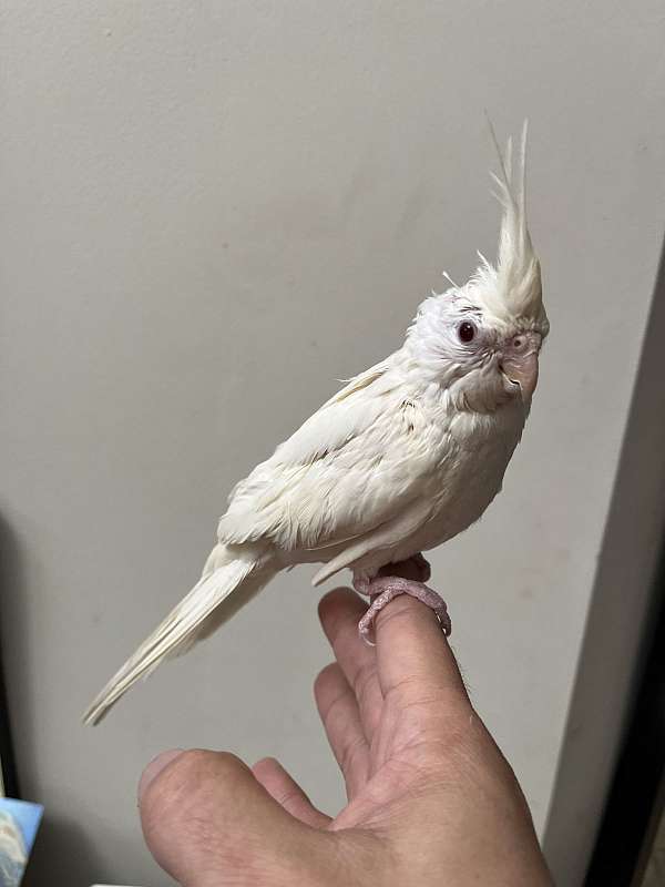 male-albino-white-bird-for-sale