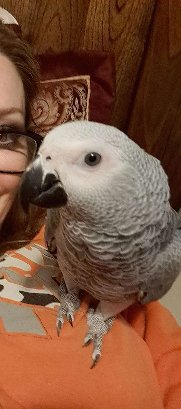 african-grey-parrot-for-sale-in-sewell-nj