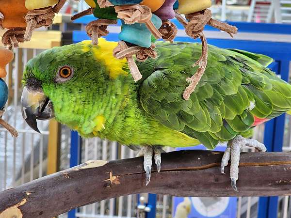 yellow-naped-amazon-parrot-for-sale