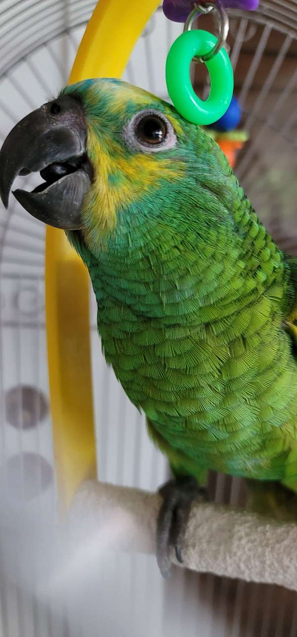 blue-front-amazon-parrot-for-sale-in-miami-fl