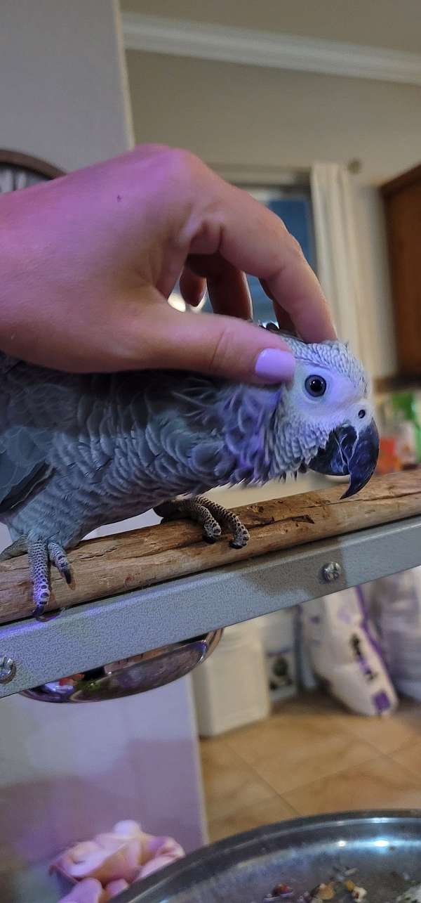 congo-african-grey-parrot-for-sale-in-miami-fl