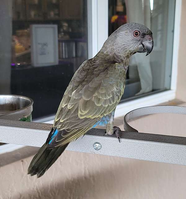handfed-rare-parrot-for-sale