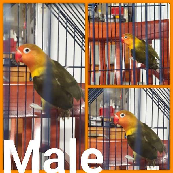 lovebird-for-sale