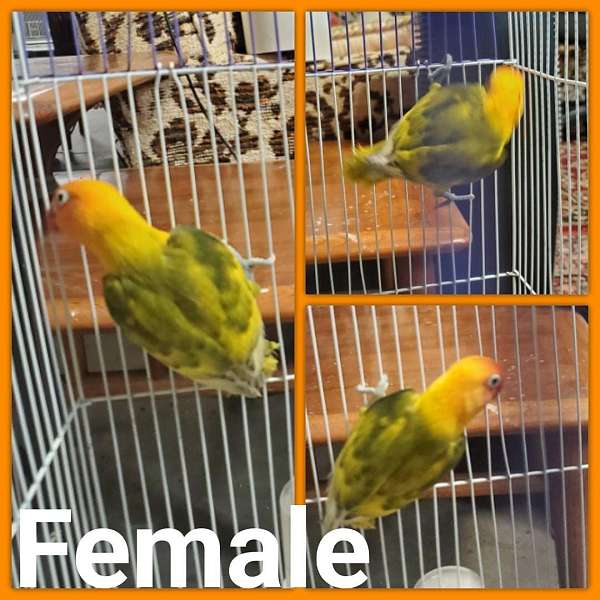 female-bird-for-sale-in-dudley-ma