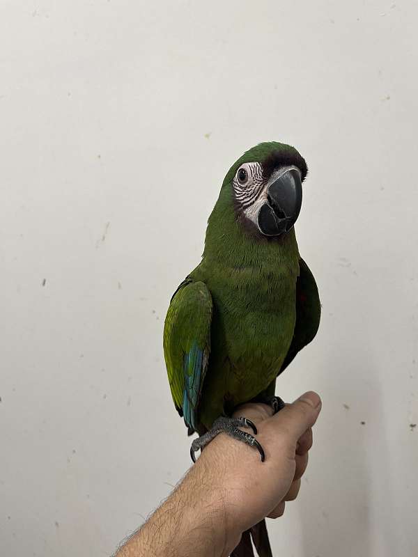 macaw-severe-macaw-for-sale-in-columbia-md