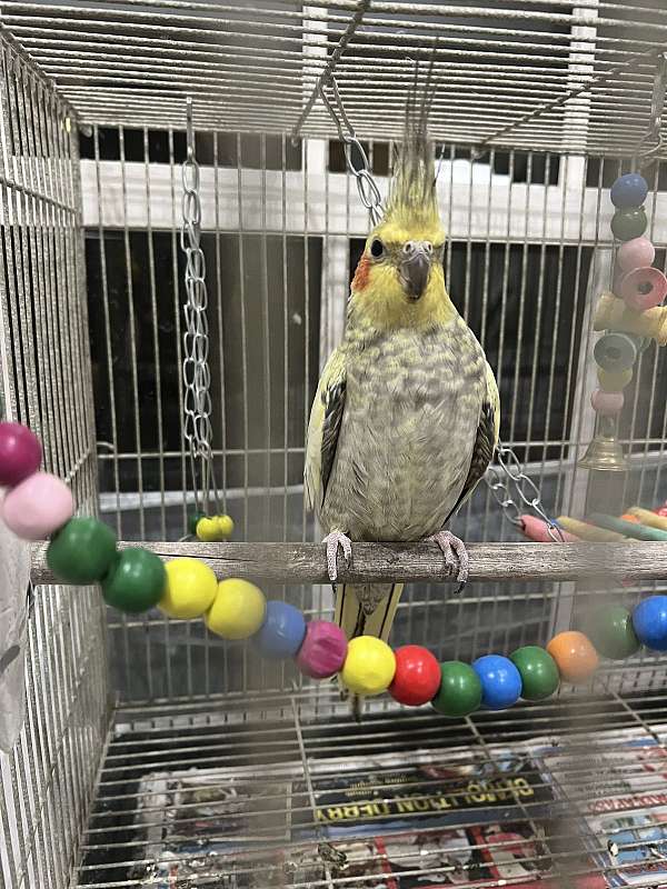 cockatiel-for-sale-in-bedford-nh
