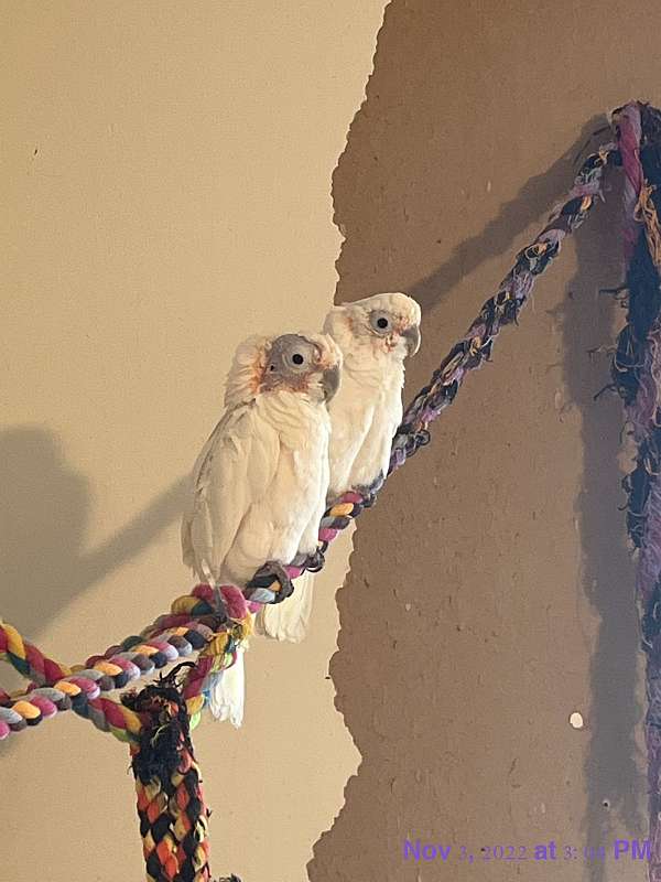 goffin-cockatoo-for-sale-in-ohio