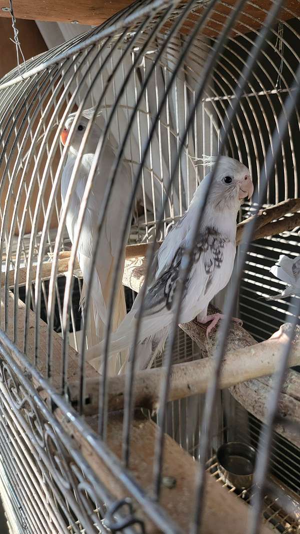 pearl-white-bird-for-sale-in-paramount-ca