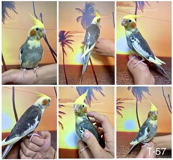 bird-parrot-for-sale-in-northbridge-ma