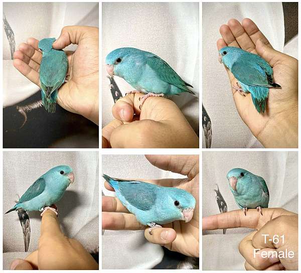 parrotlet-for-sale