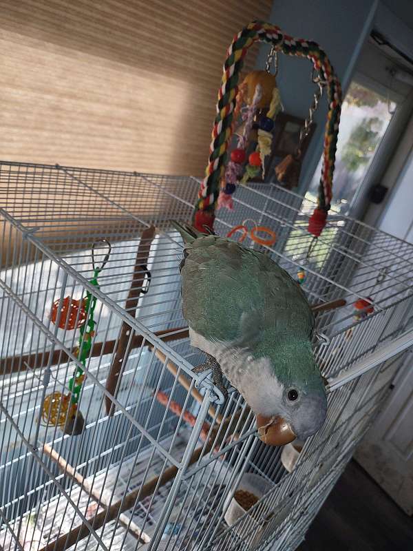 quaker-parrots-for-sale-in-holland-oh