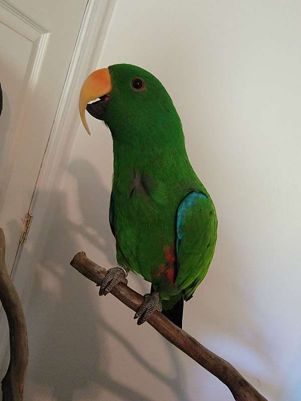 eclectus-parrots-for-sale