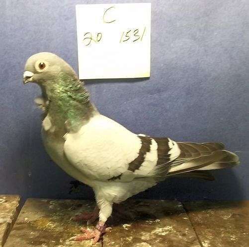 pigeon-for-sale