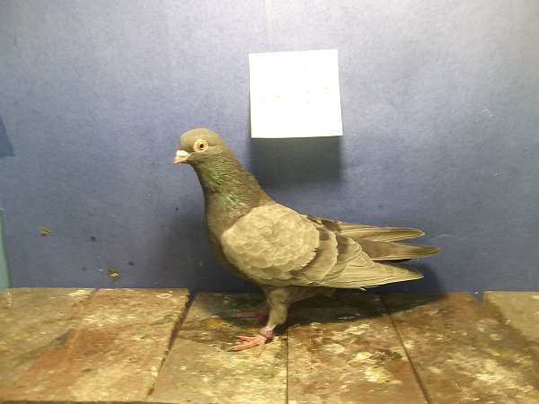 pigeon-for-sale