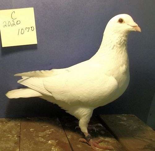 homing-bird-for-sale-in-kinston-nc