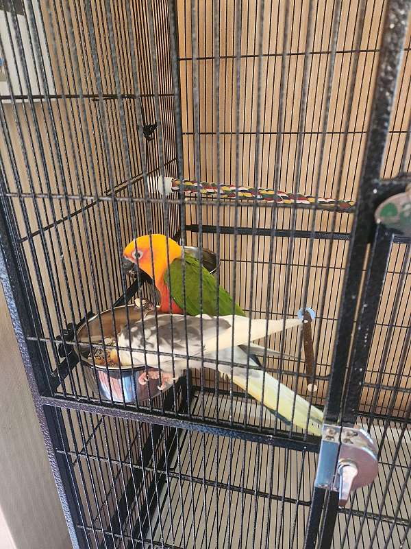 jenday-conure-for-sale-in-portsmouth-va