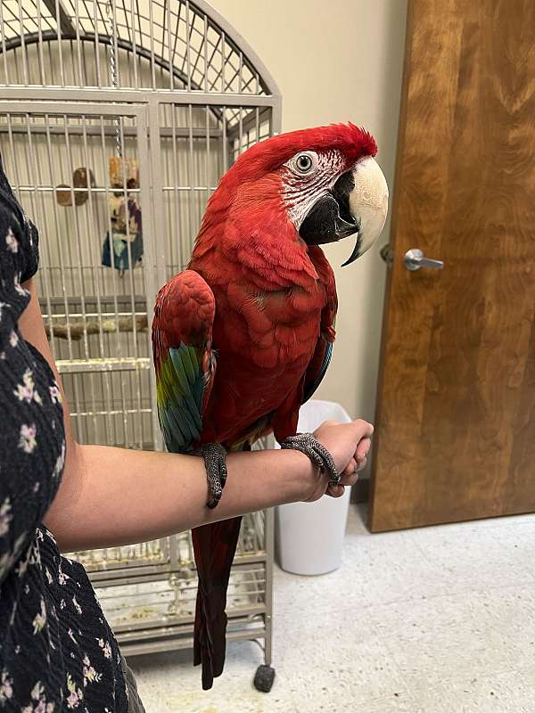 fancy-macaw-green-wing-macaw-for-sale