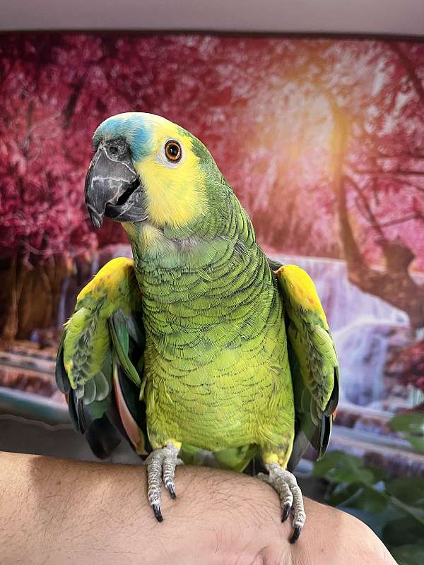 playful-tame-amazon-parrot-for-sale