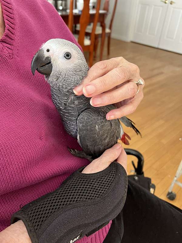 african-grey-parrot-for-sale