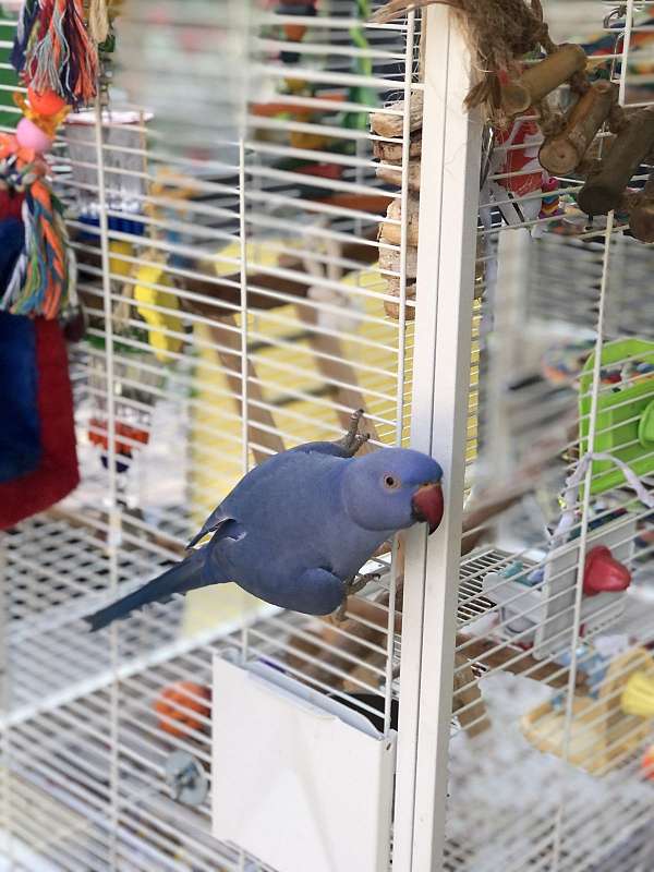 parrot-parakeet-for-sale