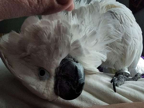 pet-tame-cockatoo-umbrella-cockatoo-for-sale
