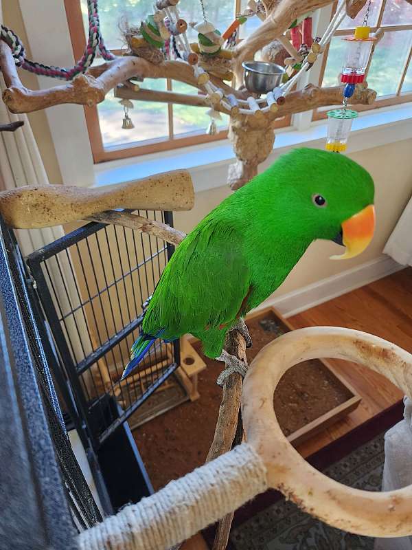 eclectus-parrots-for-sale-in-washington-crossing-pa