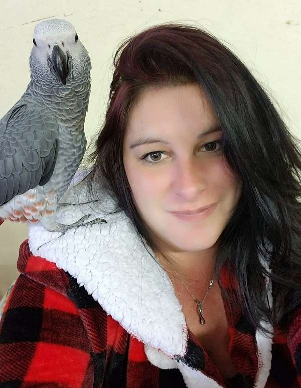 african-grey-parrot-for-sale-in-west-columbia-sc