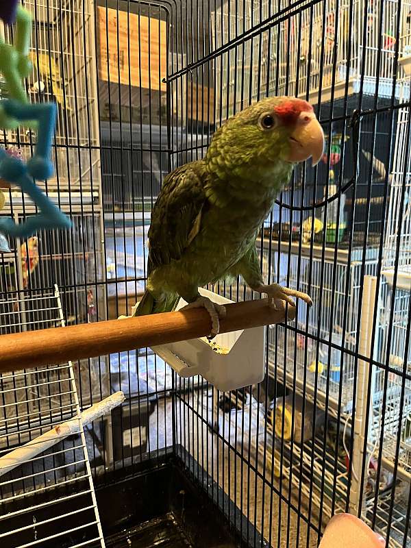 quaker-parrots-for-sale-in-washington-township