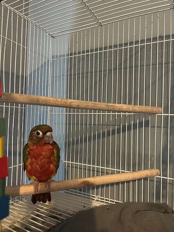 conure-for-sale-in-washington-township