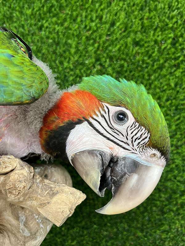 macaw-for-sale-in-florida