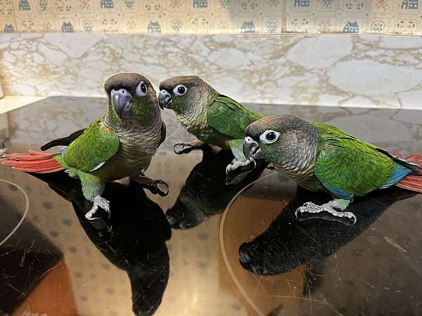 handfed-pet-conure-for-sale