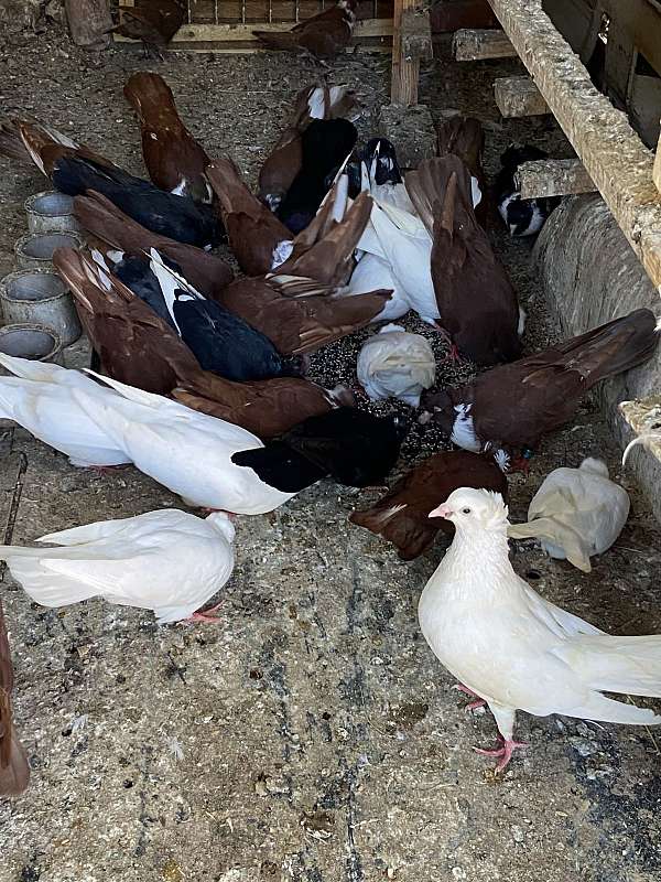 pigeon-for-sale-in-charlotte-nc