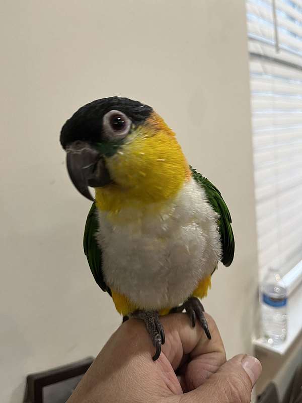 black-headed-caique-for-sale-in-columbia-md