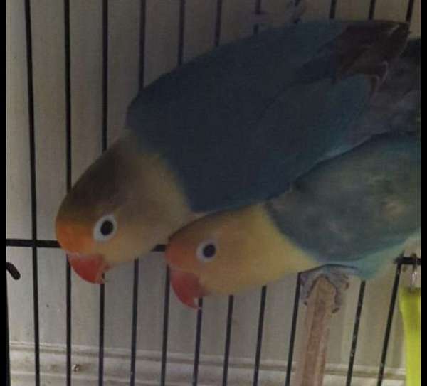 lovebird-for-sale-in-hyattsville-md