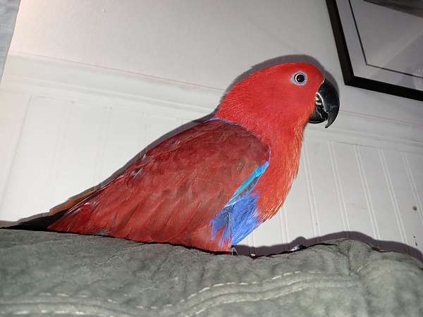 eclectus-parrots-for-sale-in-aurora-co