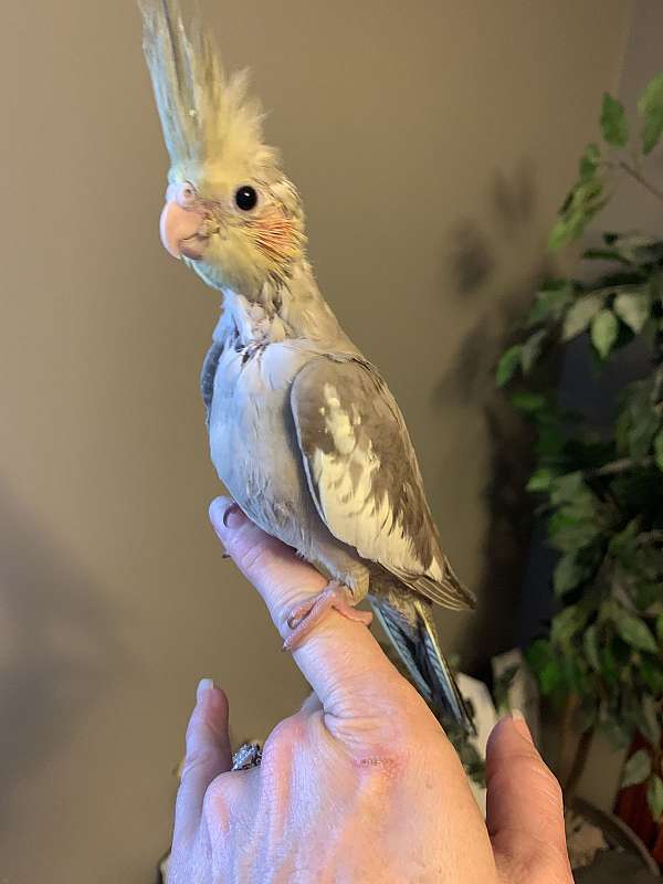 cockatiel-for-sale