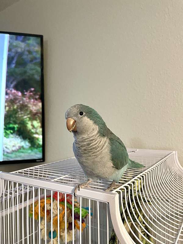 quaker-parrots-for-sale